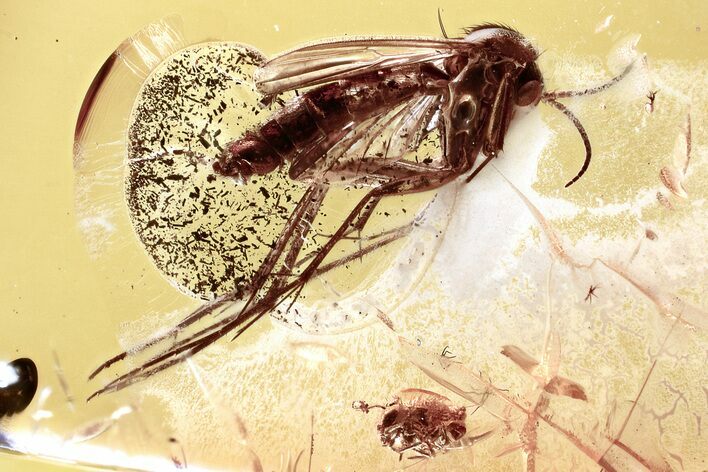 Fossil Fungus Gnat and Springtail In Baltic Amber #315337
